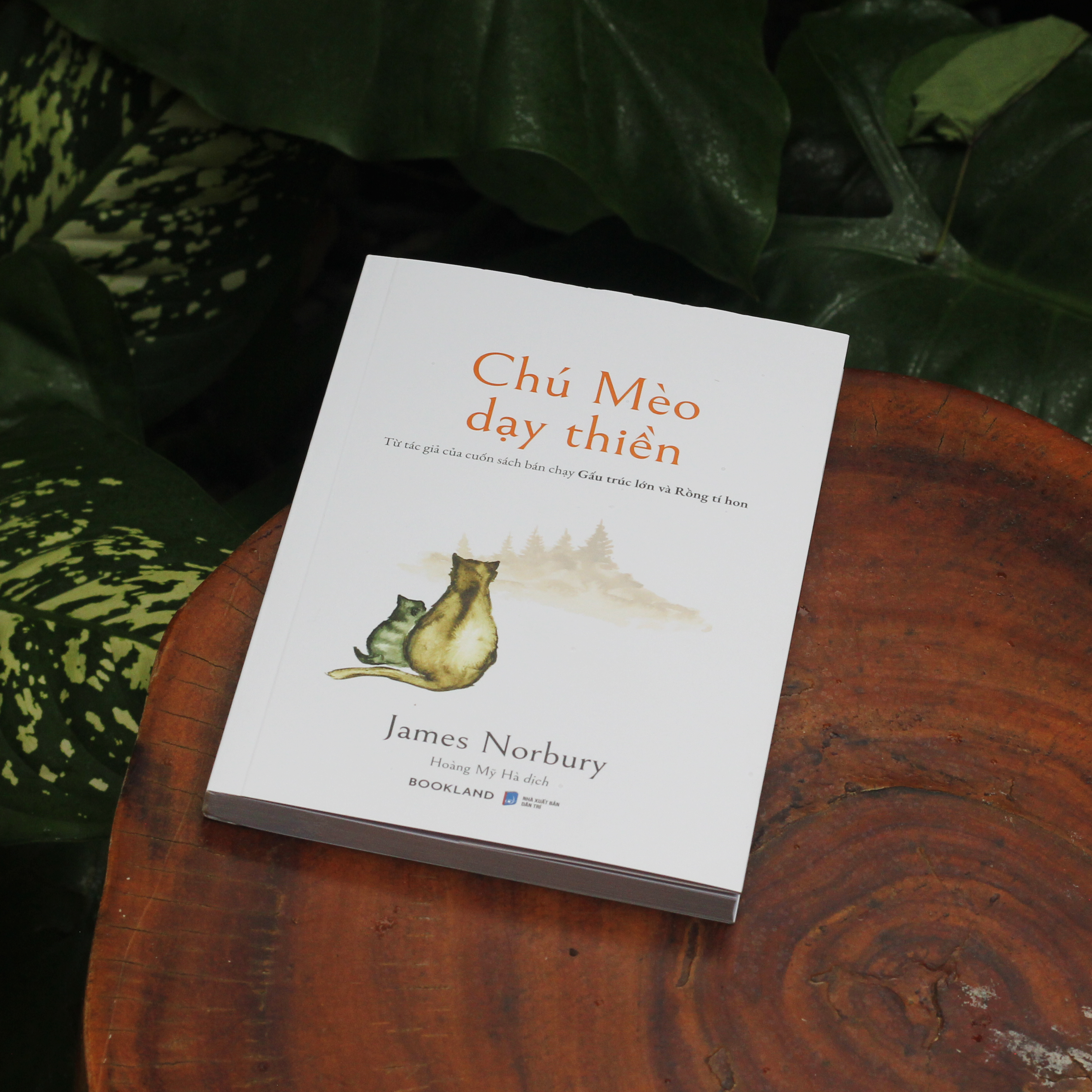 Chú Mèo Dạy Thiền - Ảnh 7