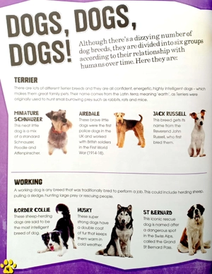 dogs (pet expert) - Ảnh 6