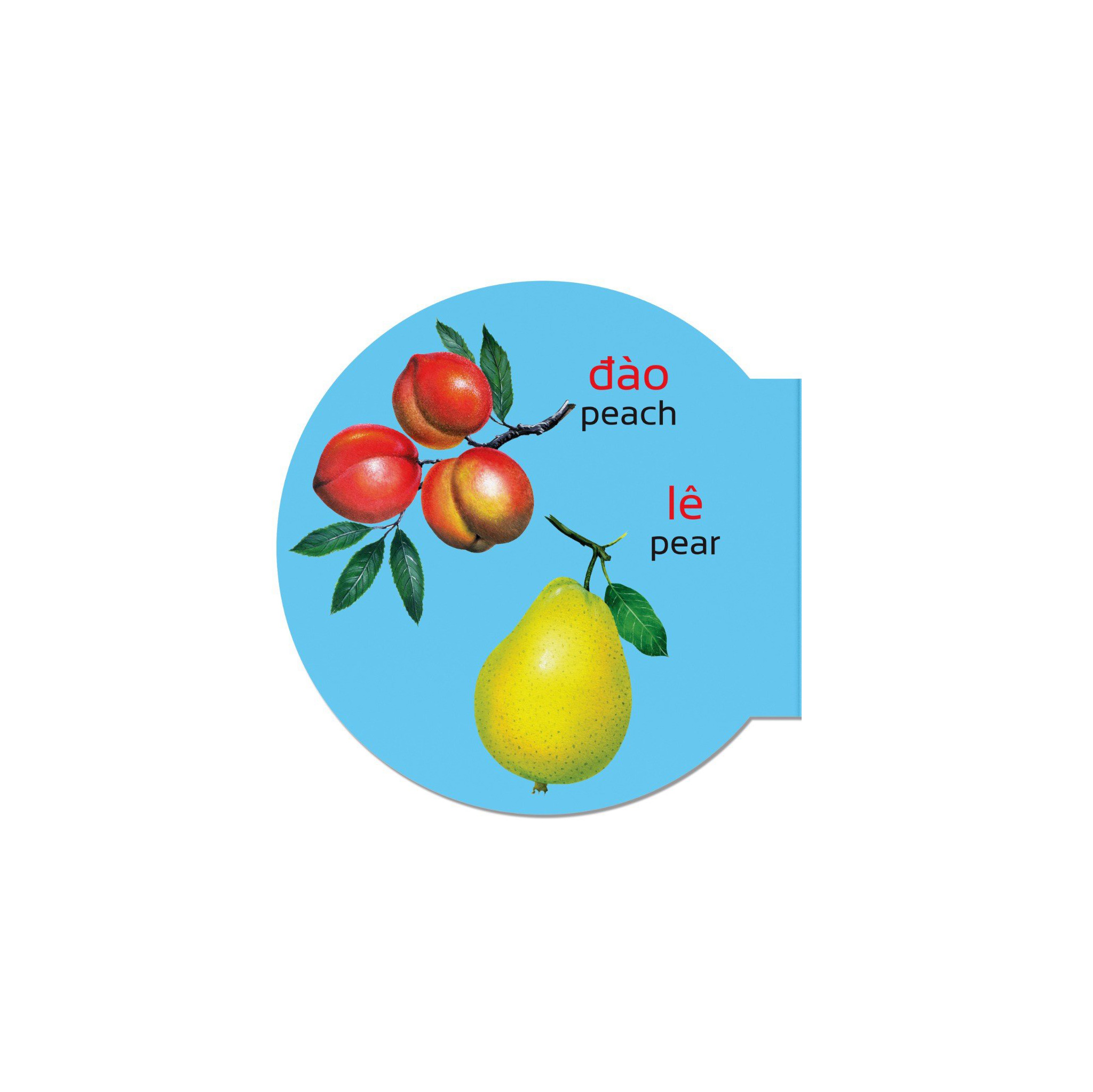picture dictionary - từ điển bằng hình - fruits - các loại trái cây - bìa cứng (tái bản 2023) - Ảnh 3