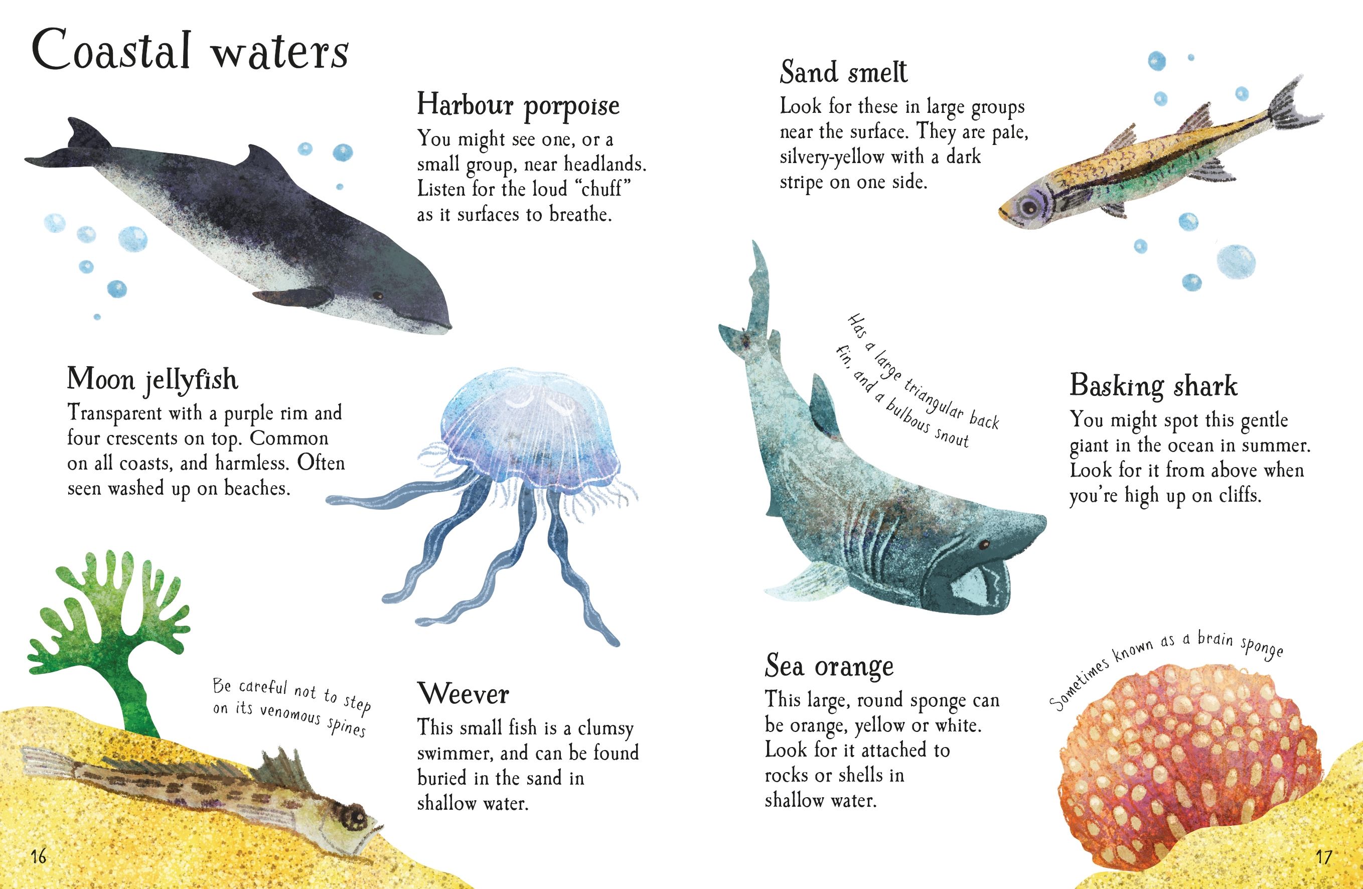 seashore life to spot - Ảnh 5