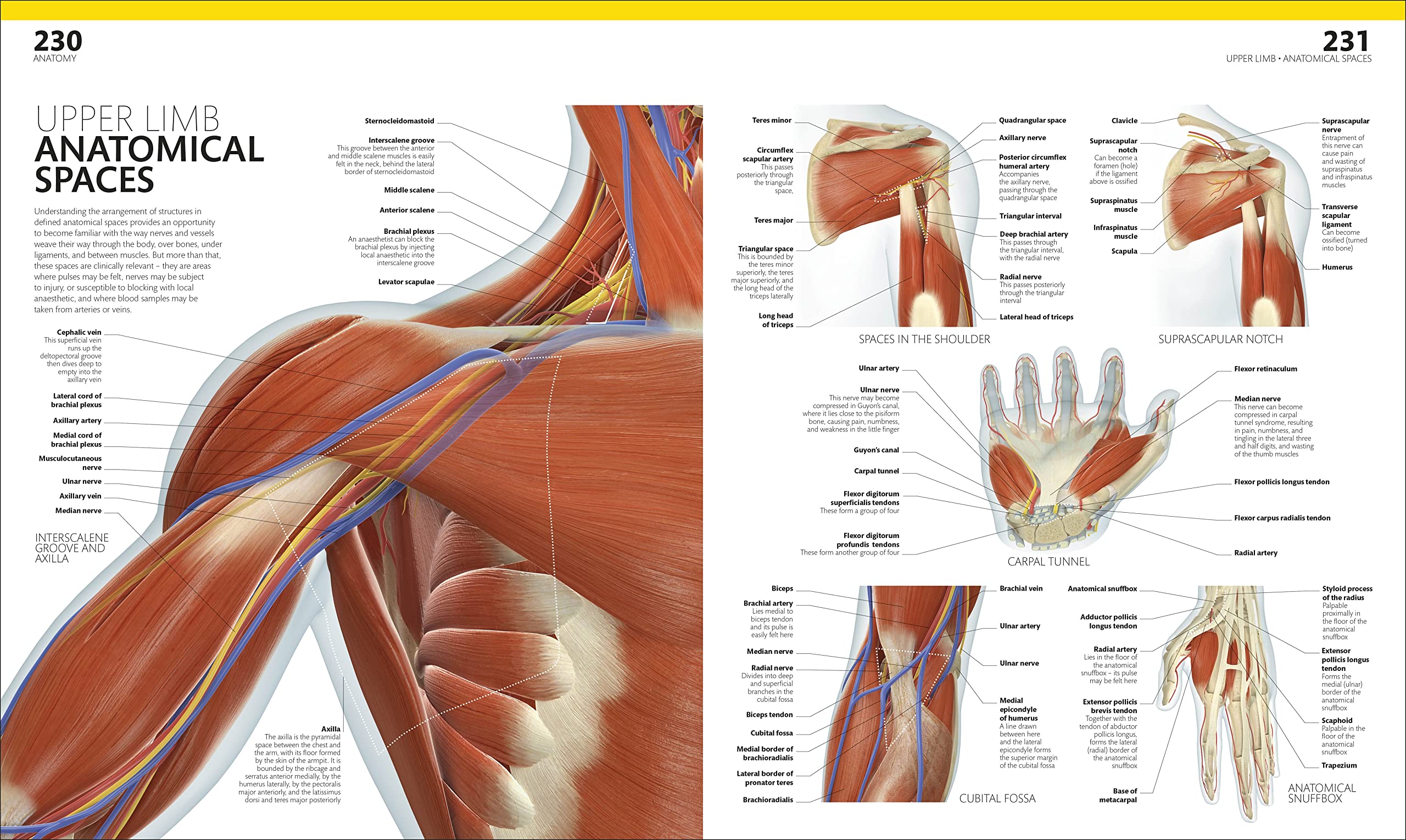 the complete human body -the definitive visual guide - Ảnh 7