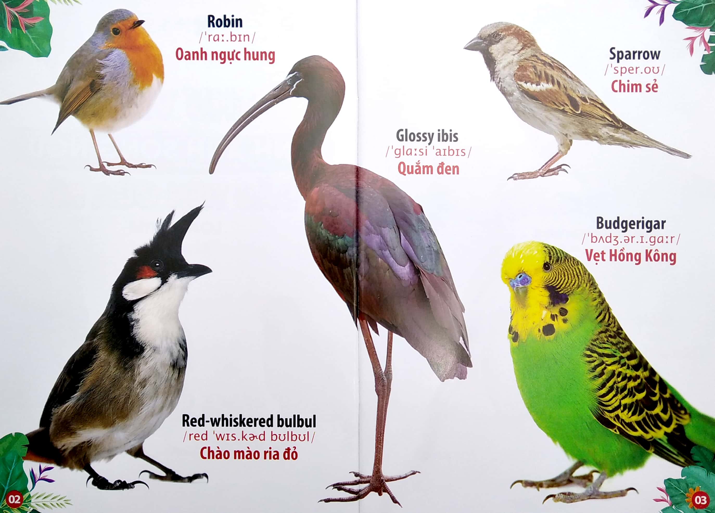 thư viện hình ảnh song ngữ đầu tiên của bé - loài chim - Ảnh 3